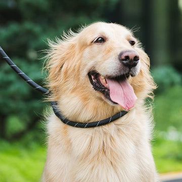 Dog Leash - P Rope