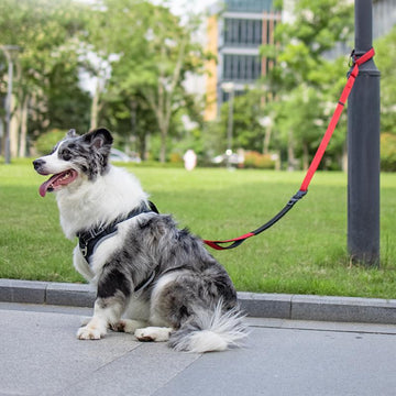 Dog Leash -  Large Dog Running Leash